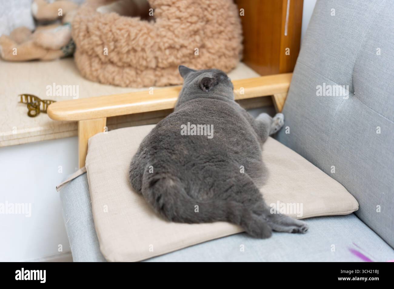Gray cat resting on a cushioned chair back Stock Photo