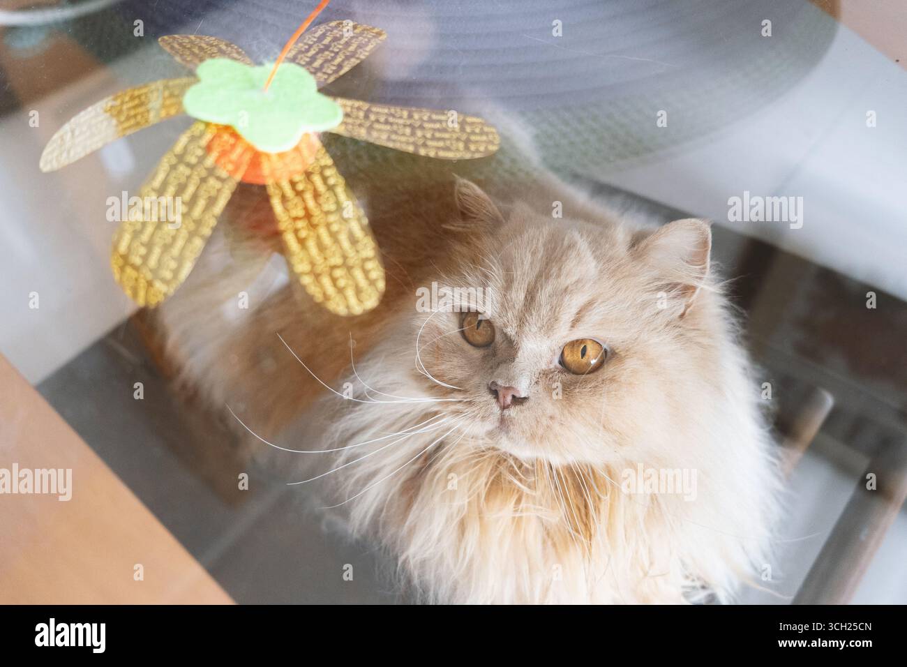 Fluffy Persian cat looking through window with decorative butterfly Stock Photo