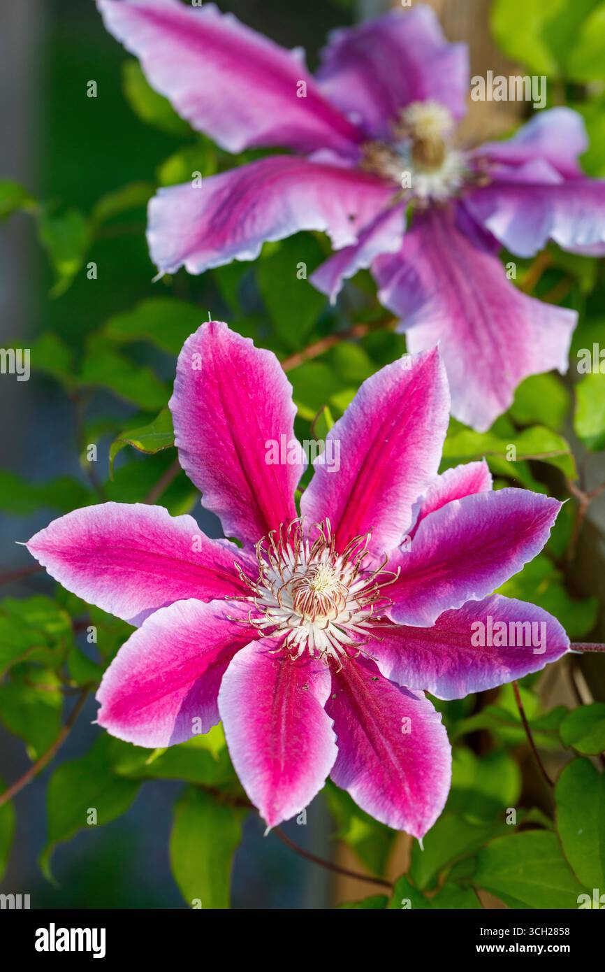 'Doctor Ruppel' Clematis, Klematis (Clematis hybrid Stock Photo - Alamy