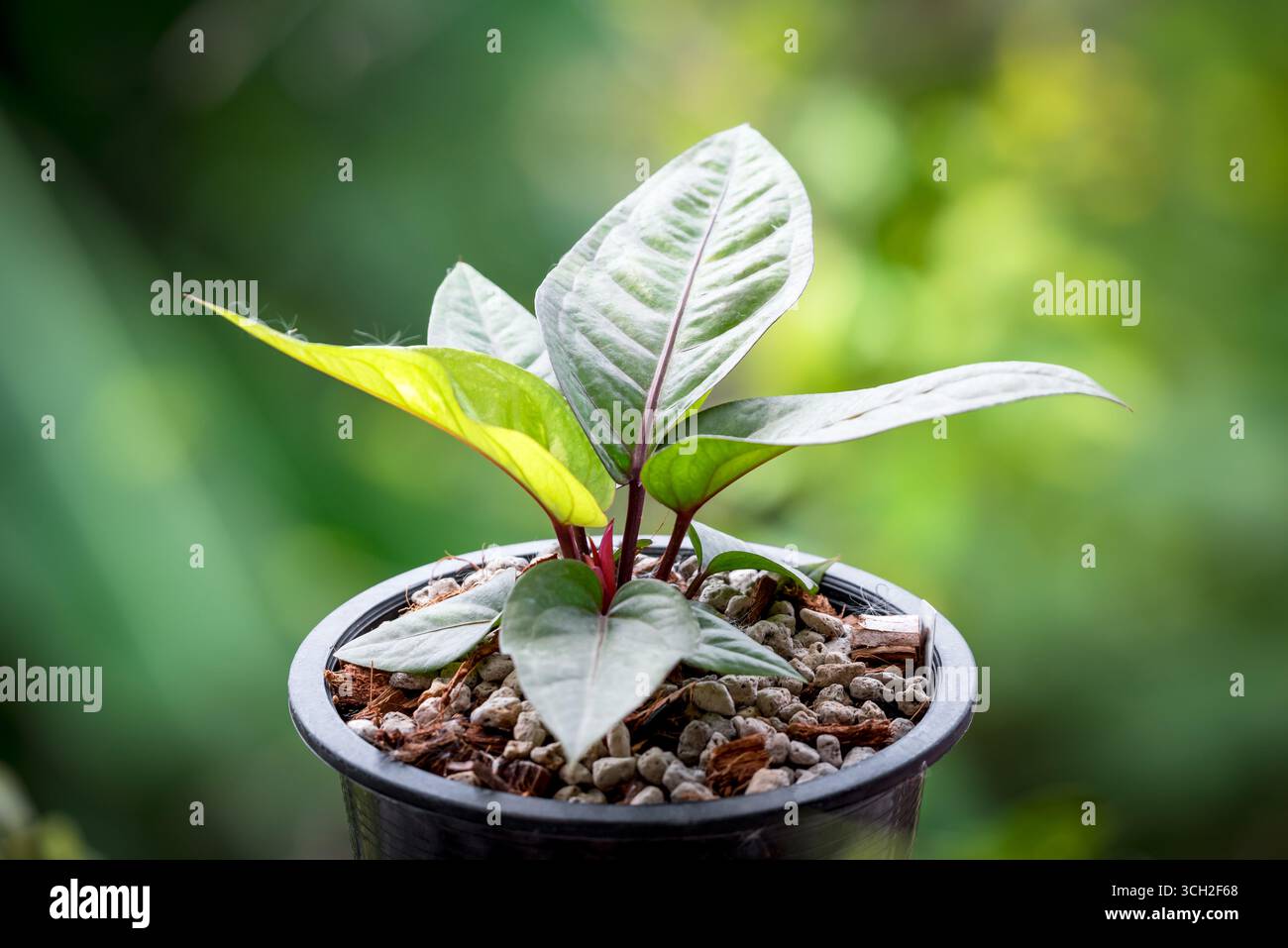 Anthurium Renaissance or Anthurium Renaissance plant ,small Anthurium plant  Stock Photo - Alamy