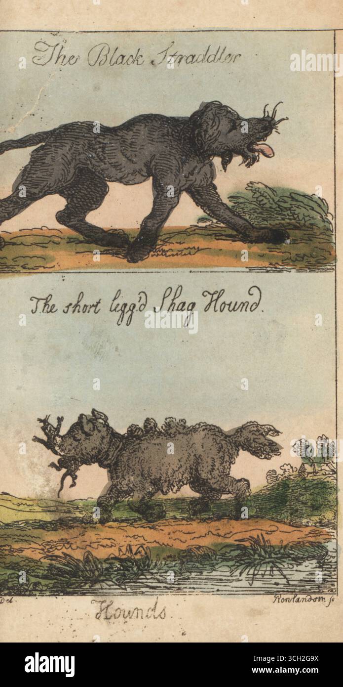 Two pedigree dogs in the hunting pack of Timothy Tangent. The Black Straddler, expert in making his way home after a chase, and the Short Legg'd Shag Hound, with a weasel in its mouth. Hounds. Handcoloured copperplate engraving by Thomas Rowlandson after an illustration by George Moutard Woodward from Caleb Quizem’s Annals of Sporting, Thomas Tegg, London, 1809. Quizem was the pseudonym of the artist Woodward or the antiquary and dictionary compiler Francis Grose. Stock Photo
