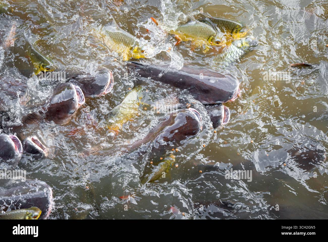 Picture of Crowd of many freshwater fish hungry such as catfish, snakehead fish ...