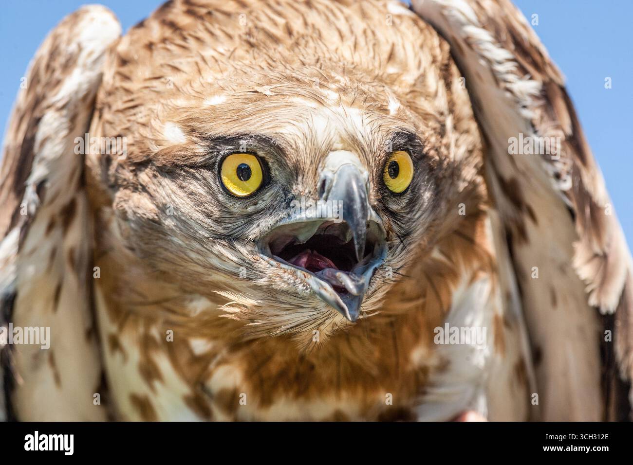 portrait of Short-toed snake eagle (Circaetus gallicus)  with open beak Stock Photo