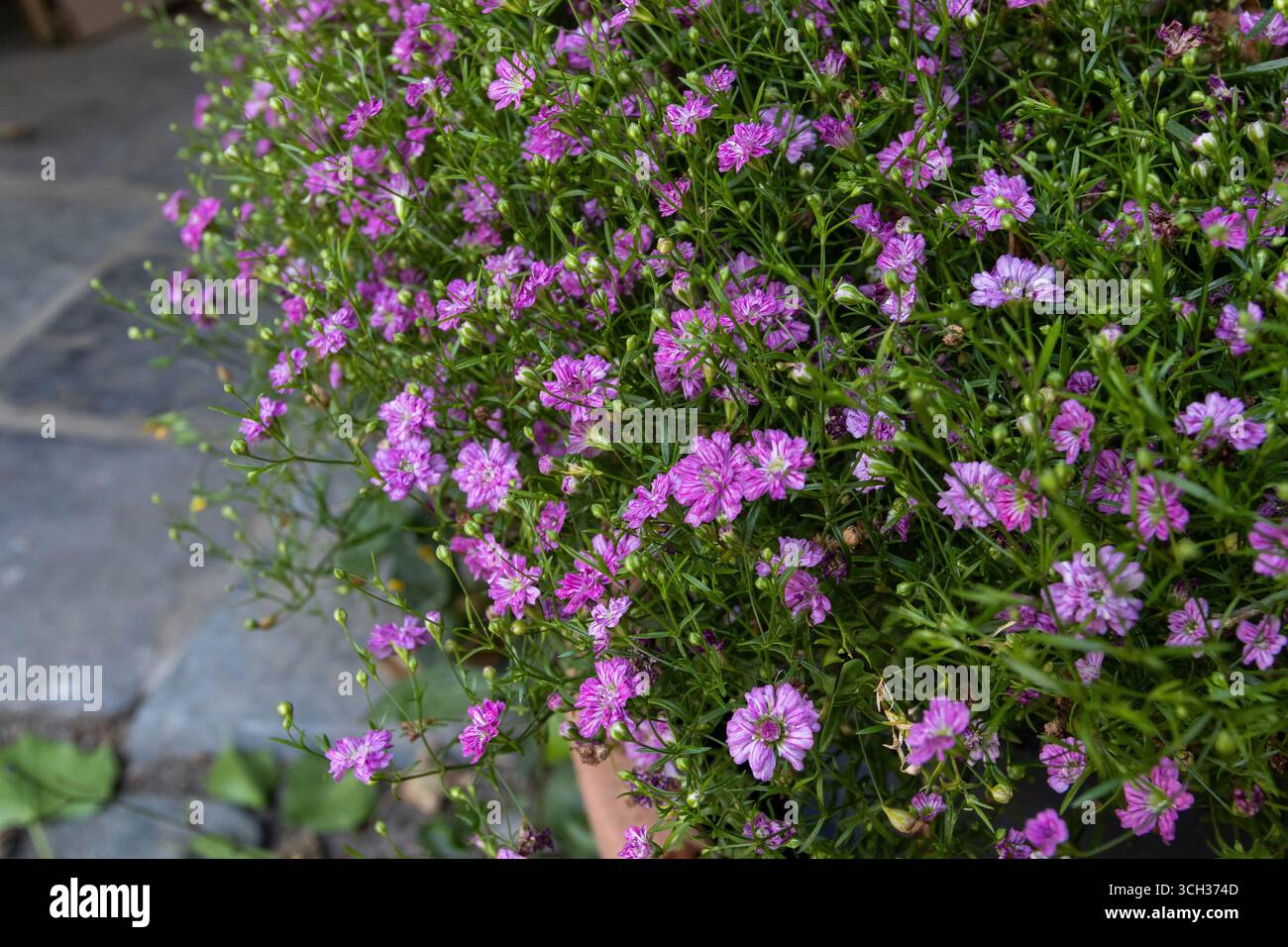 Close up image of the lovely pink flowers of the summer bedding plant, Gypsophilia 'Gipsy'. Copy space to the left. - Stock Image