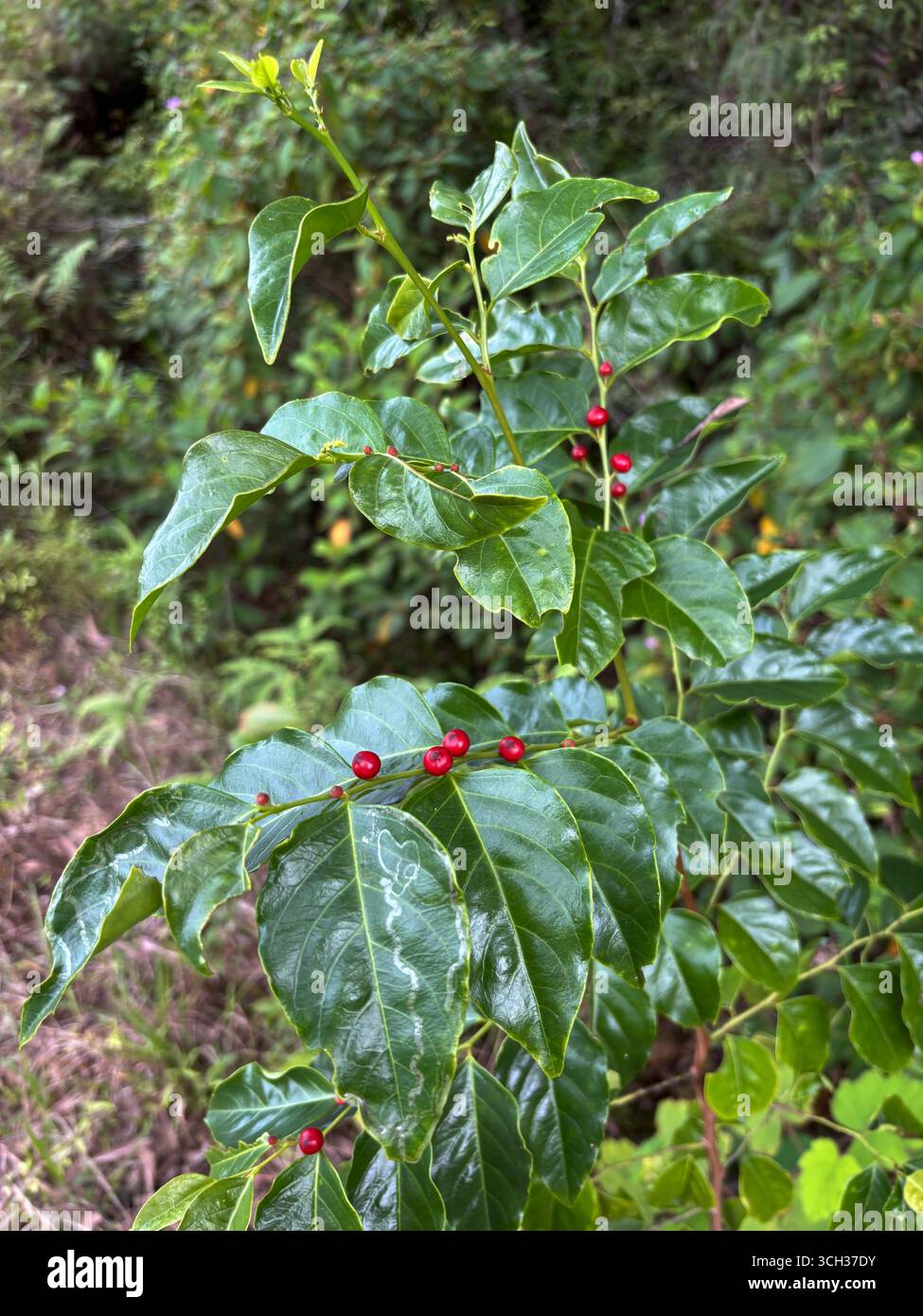 Red fruits of Breynia stipitata (Fart Bush), disturbed rainforest site in the Wet Tropics, Cairns, Queensland, Australia - Smartphone Captured Stock Image