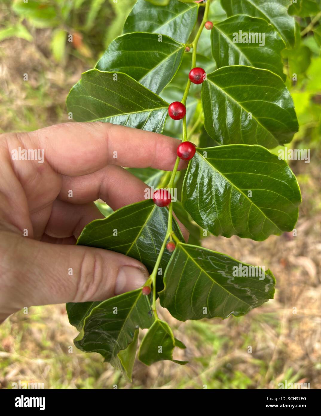 Red fruits of Breynia stipitata (Fart Bush), disturbed rainforest site in the Wet Tropics, Cairns, Queensland, Australia - Smartphone Captured Stock Image