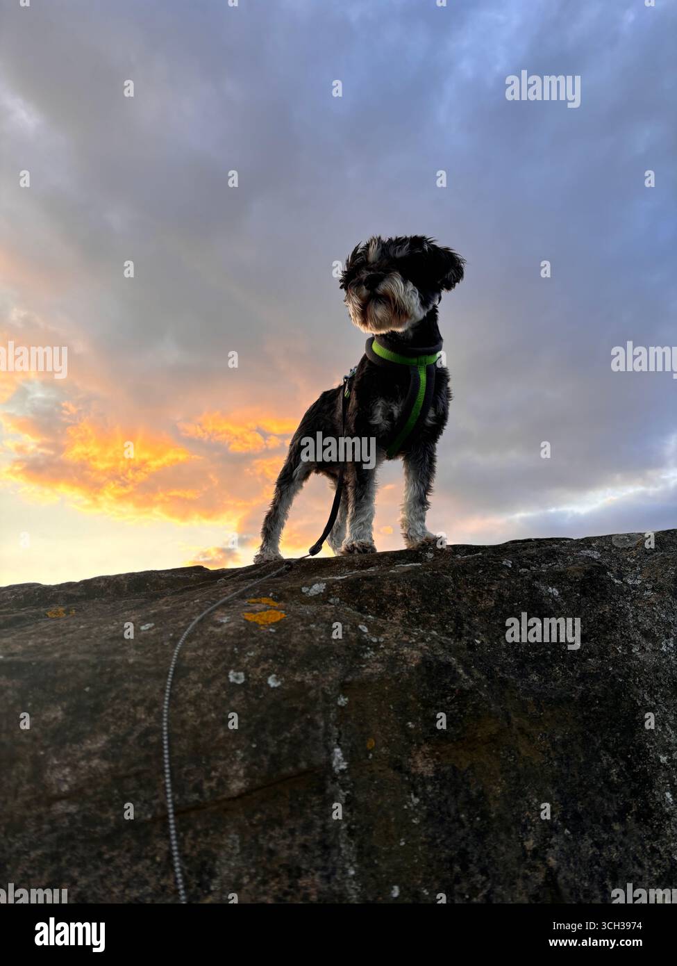 A brave Miniature Schnauzer dog standing on a large rock, gazing into the distance at sunset. - Smartphone Captured Stock Image
