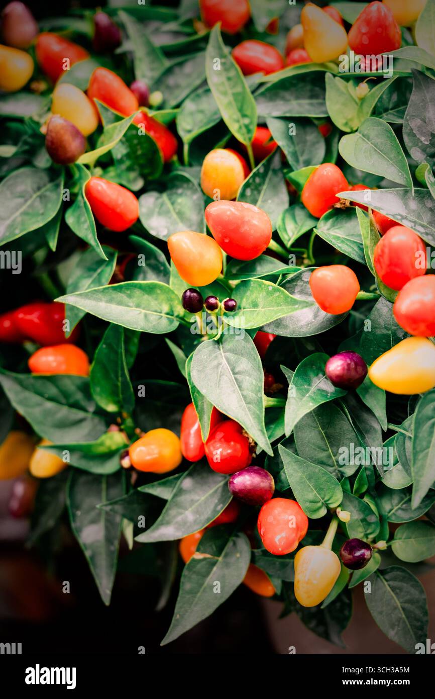 Colourful chilli plants at the Waddesdon Manor 2025 chilli festival ...