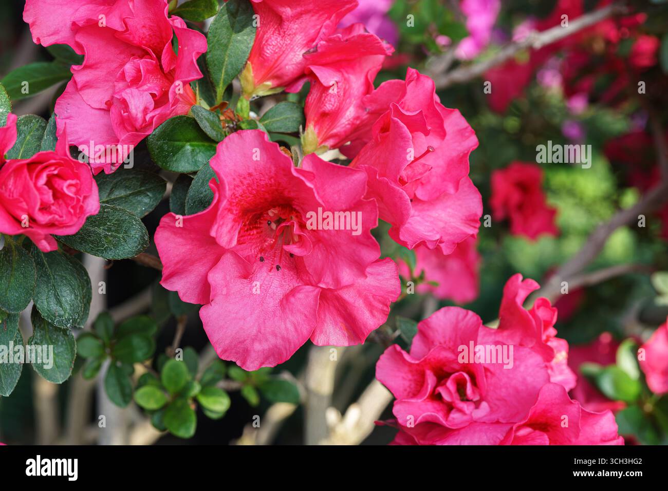Rhododendron orange red hi-res stock photography and images - Page 3 - Alamy