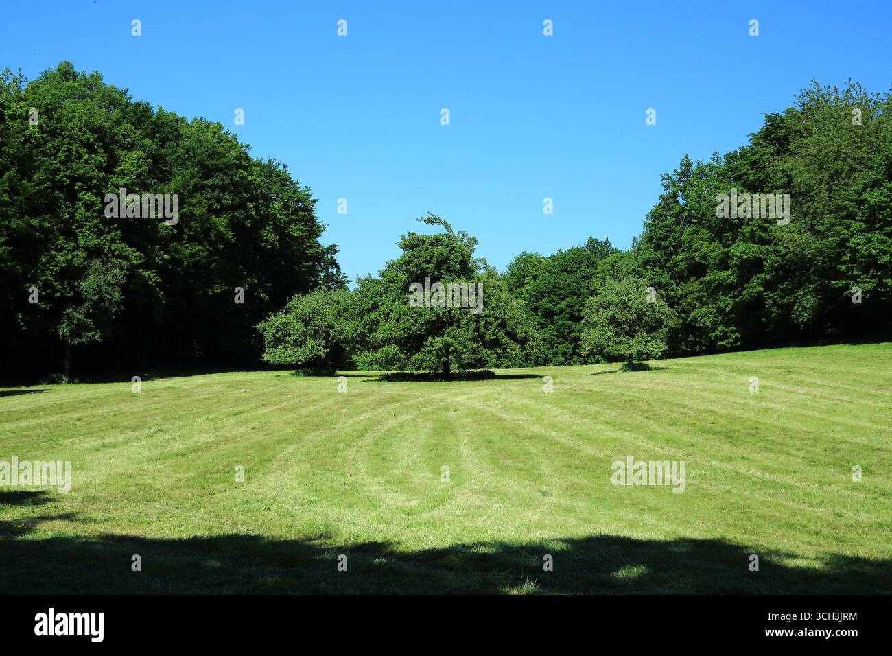 Broadleaf trees hi-res stock photography and images - Alamy