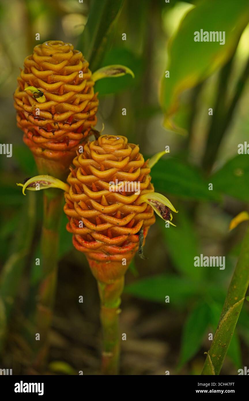 Beehive ginger zingiber spectabile hi-res stock photography and images ...
