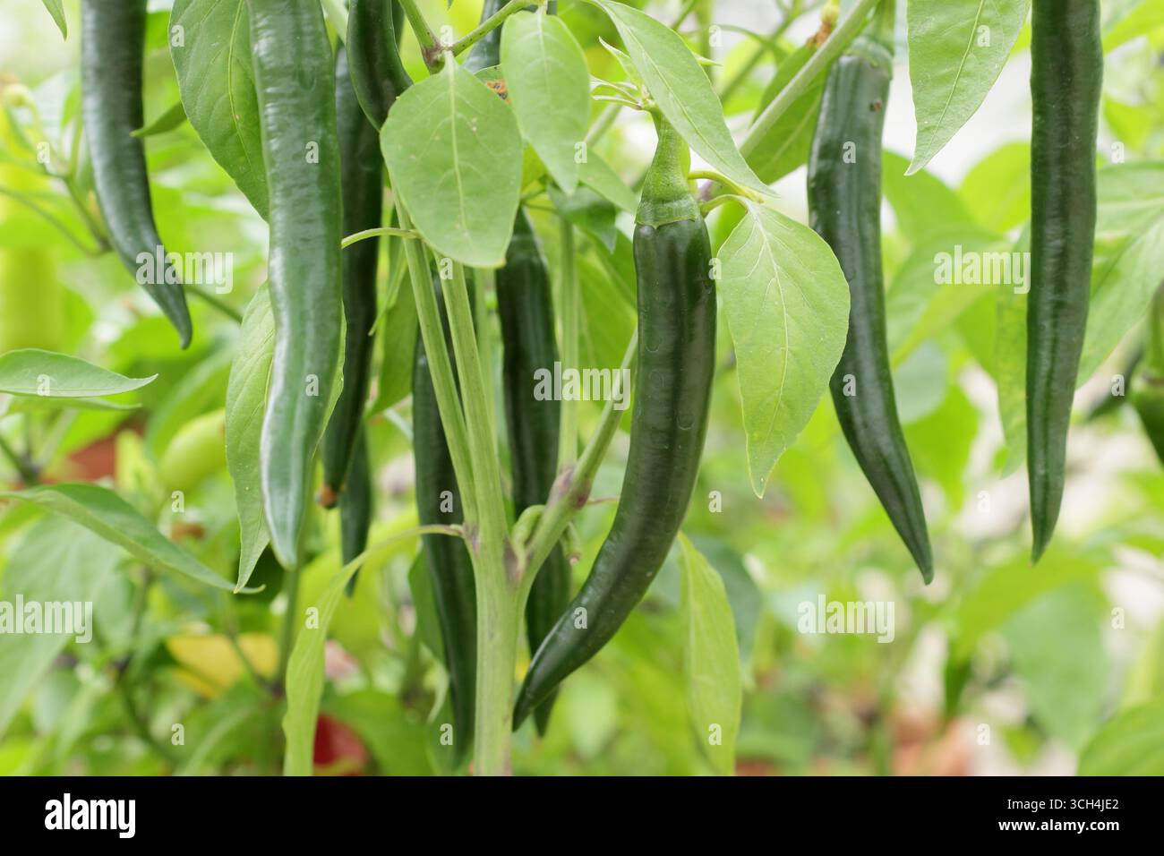 Green chillies growing on plant. Distinctive long, slender fruits of Capsicum annuum Slim Jim growing in a glasshouse. UK Stock Photo