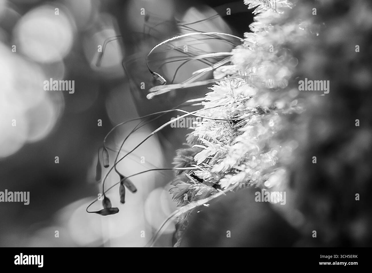 Moss macro in forest Black and White Stock Photos & Images - Alamy