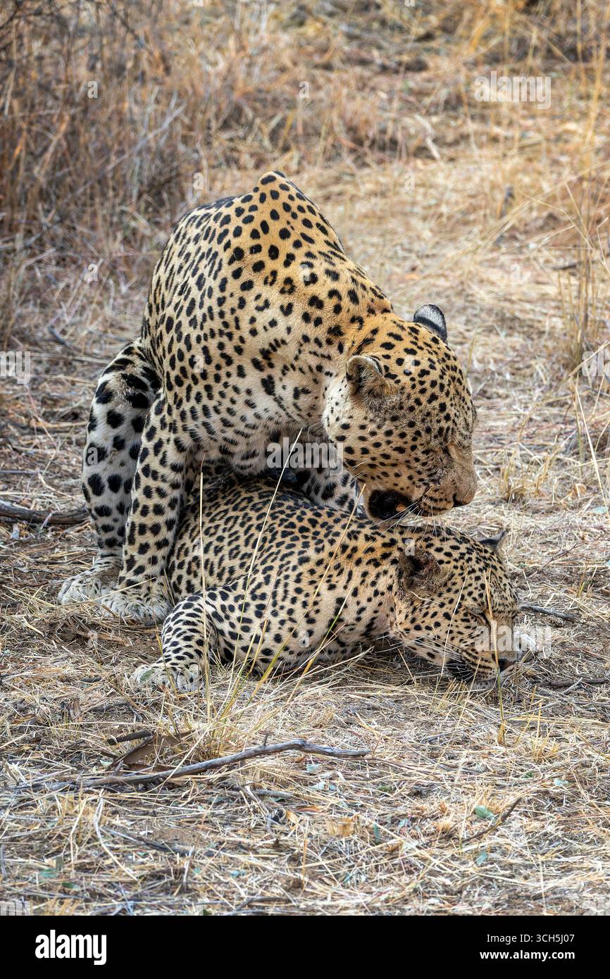 Breeding pair of leopards, couple of male and female leopards mating in Namibia, Africa Stock Photo