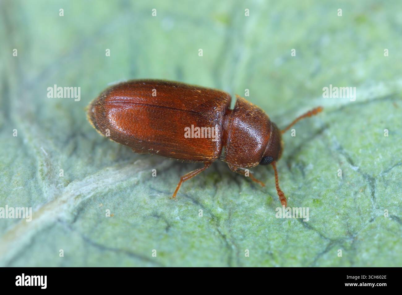 Hairy Fungus Beetle (Typhaea stercorea). Cosmopolitan species of beetle ...