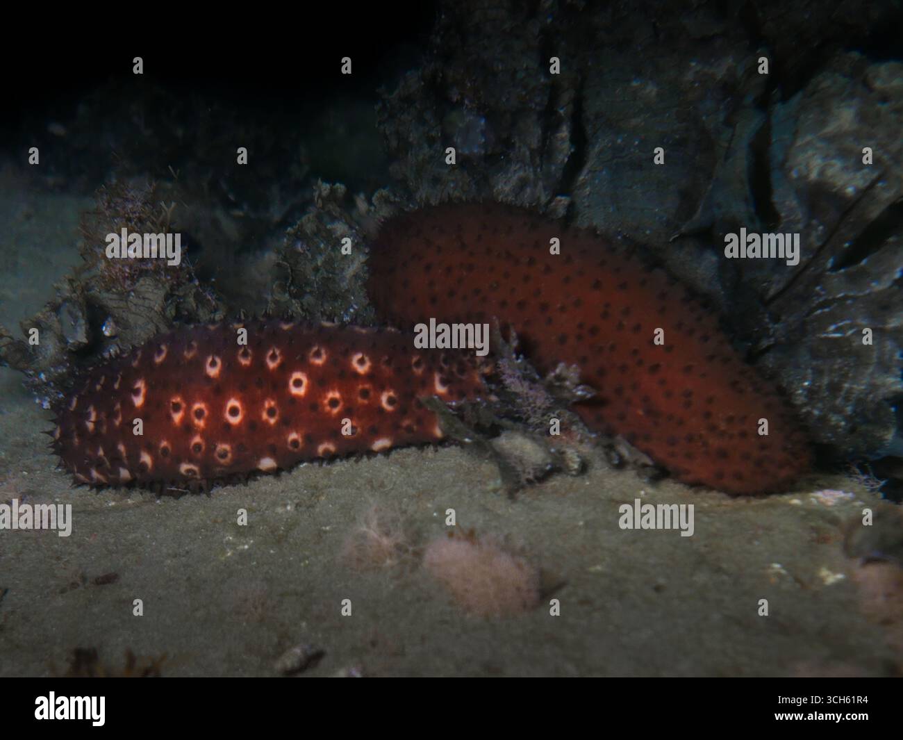 Cucumber trepang fish sea marine hi-res stock photography and images ...