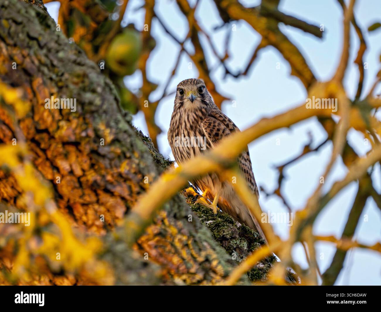 Turmfalke in einem Baum Stock Photo