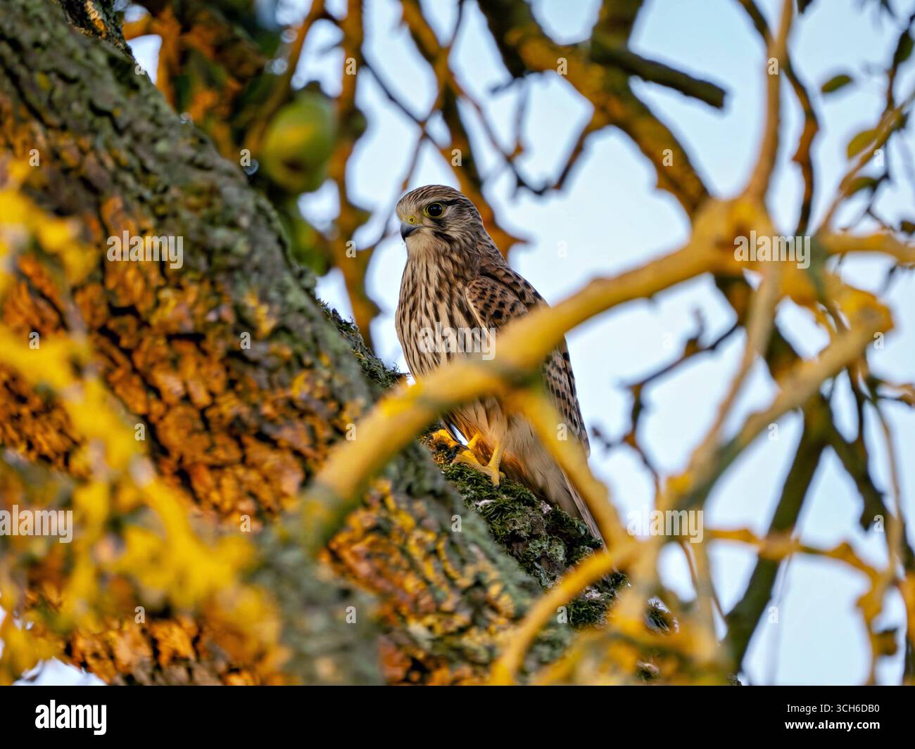 Turmfalke in einem Baum Stock Photo