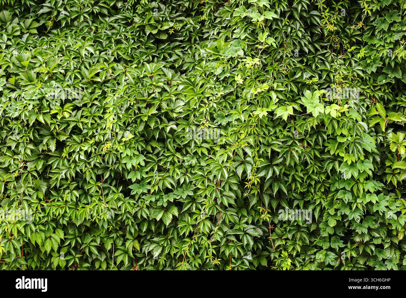 Green wall of ivy leaves. Natural foliage background with dense ...