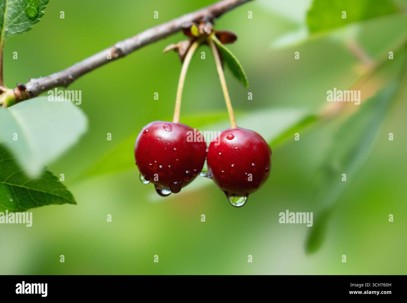 Cherry with dew and raindrops on the tree branch Stock Photo