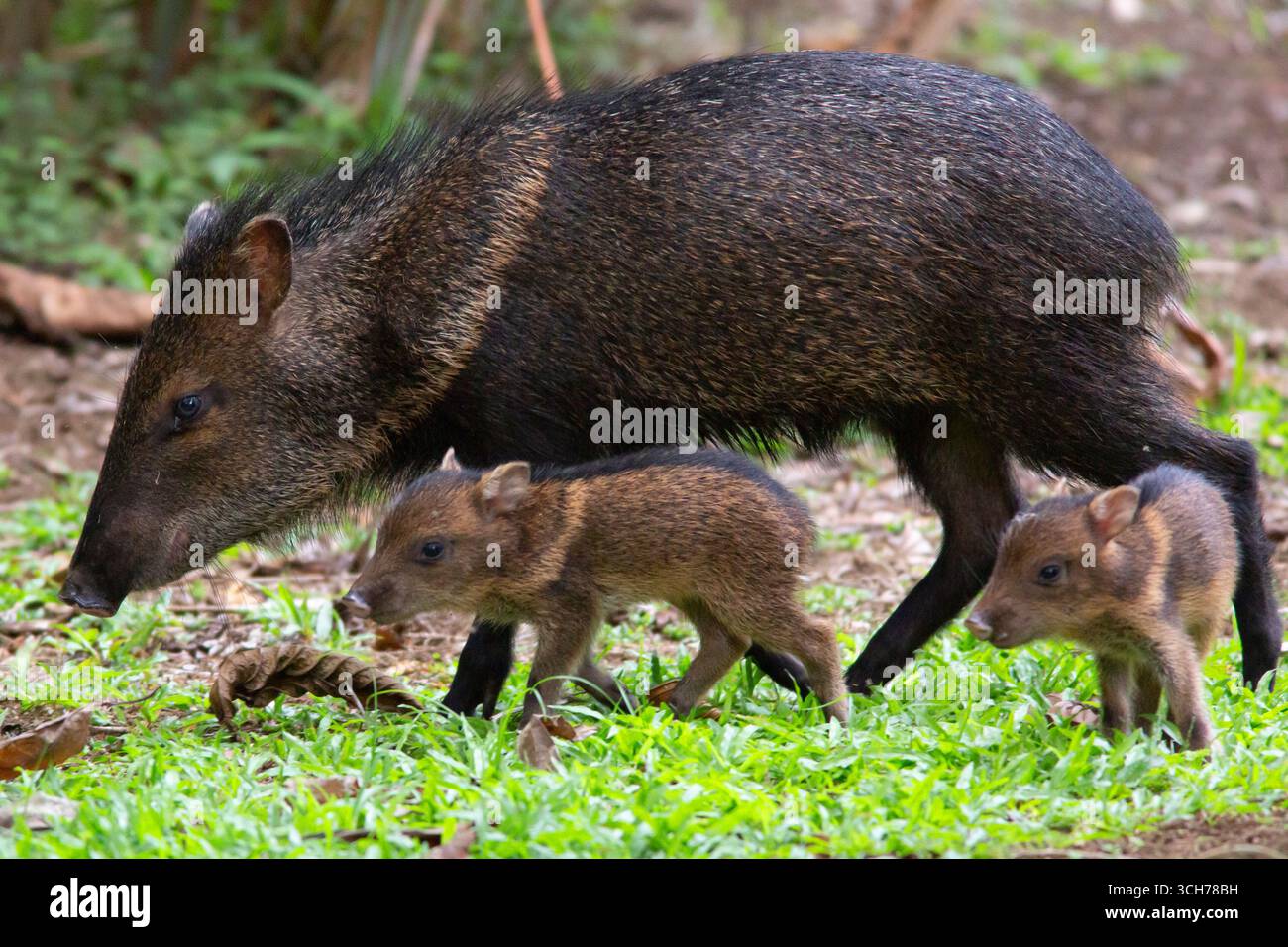collared peccary (Pecari tajacu) adult in a group, with mouth open