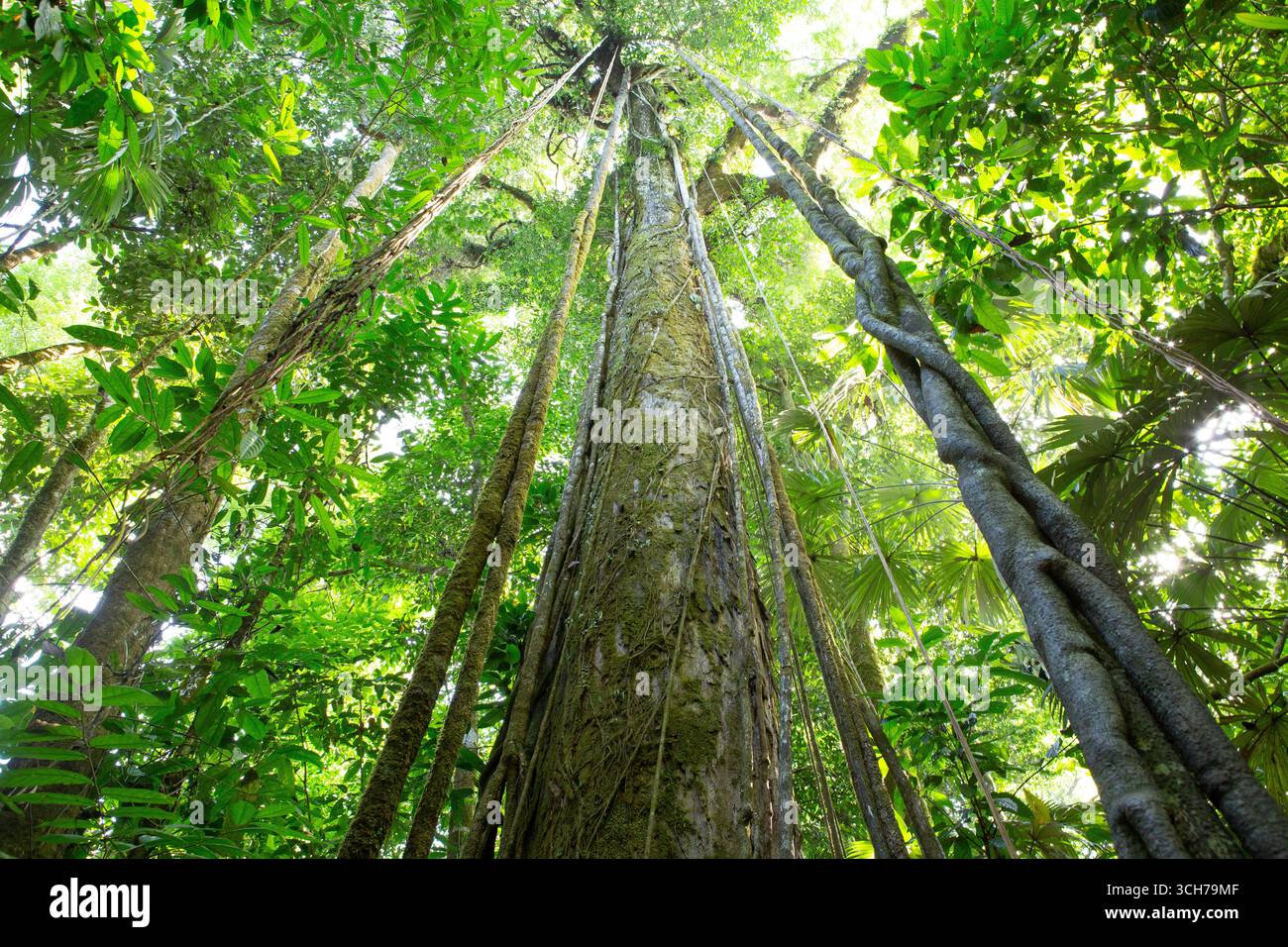 Giant rainforest tree with lianas. Sirena, Corcovado National Park, Osa Peninsula, Costa Rica. Landscape; landscapes; scene; scenes; scenic; forest; r Stock Photo