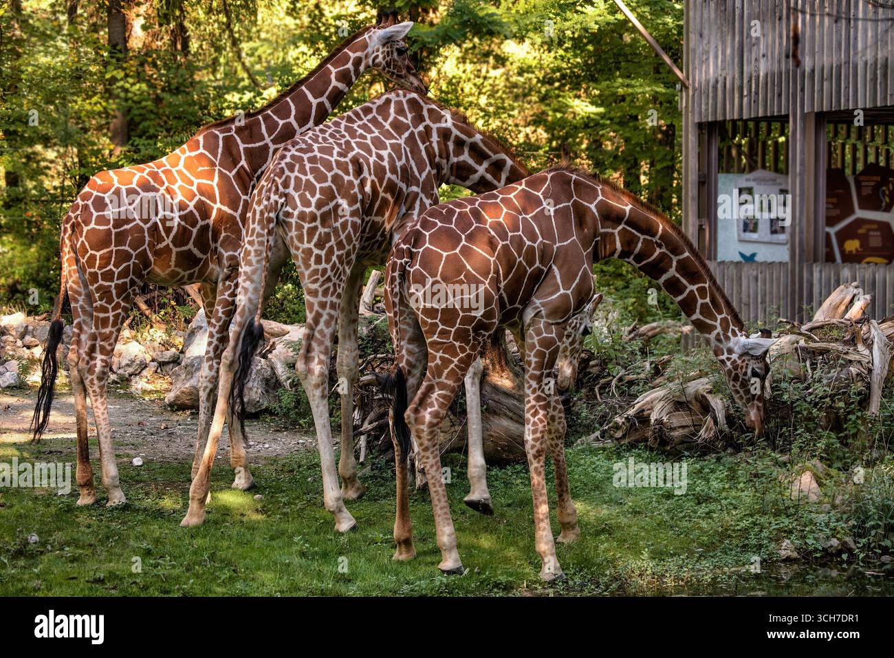 Giraffes eating grass on background of trees. Stock Photo