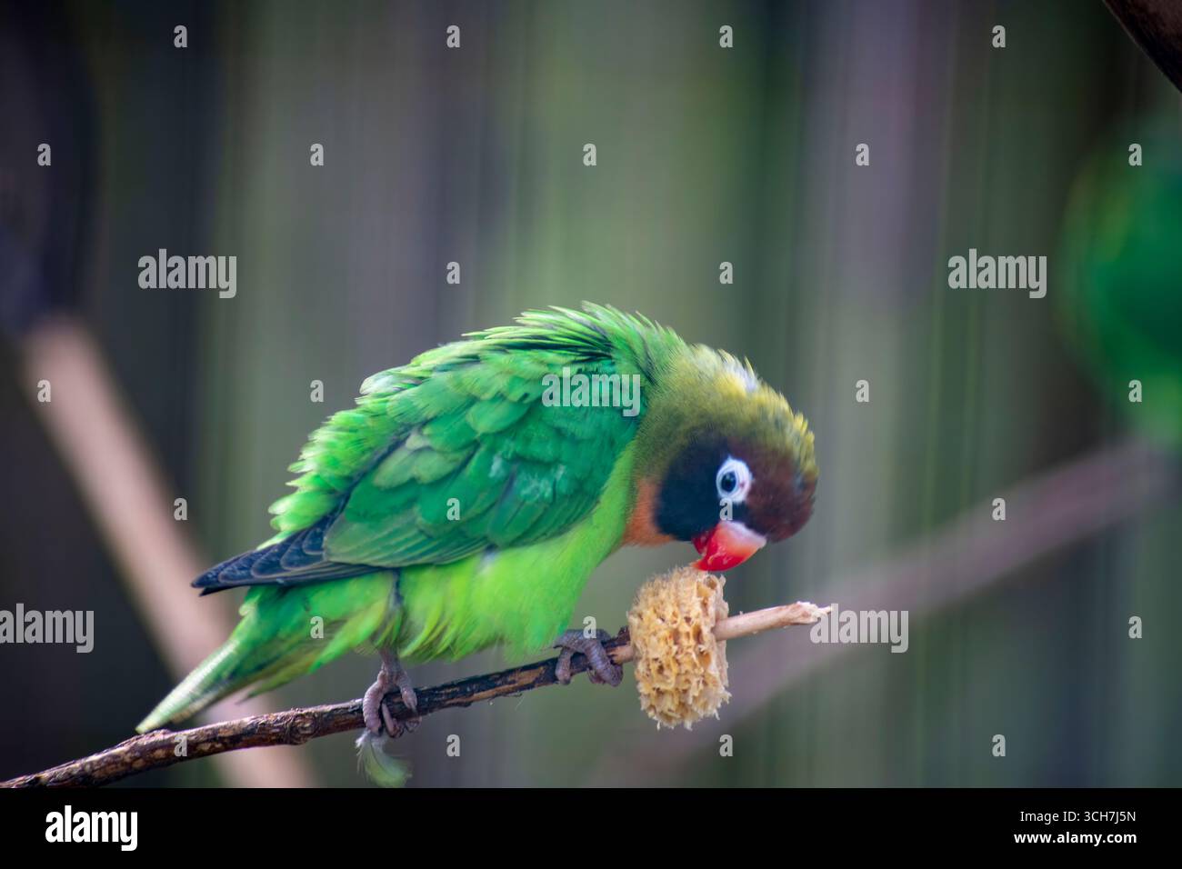 Illustration of Cheerful Small Parrot Species