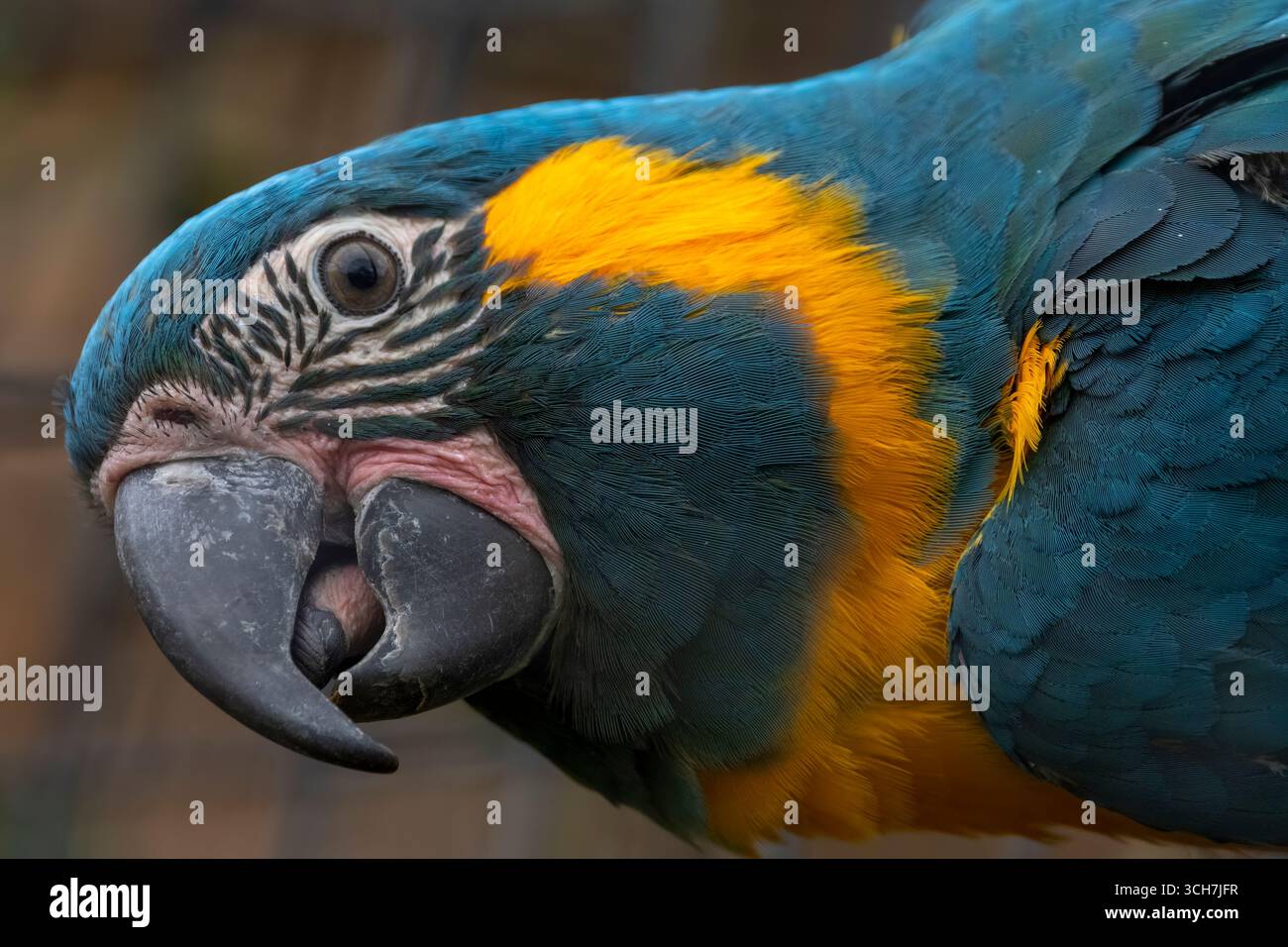 Photo inspiration: Picture Idea: The Blue Throated Macaw Ara Glaucogularis Also Known As The