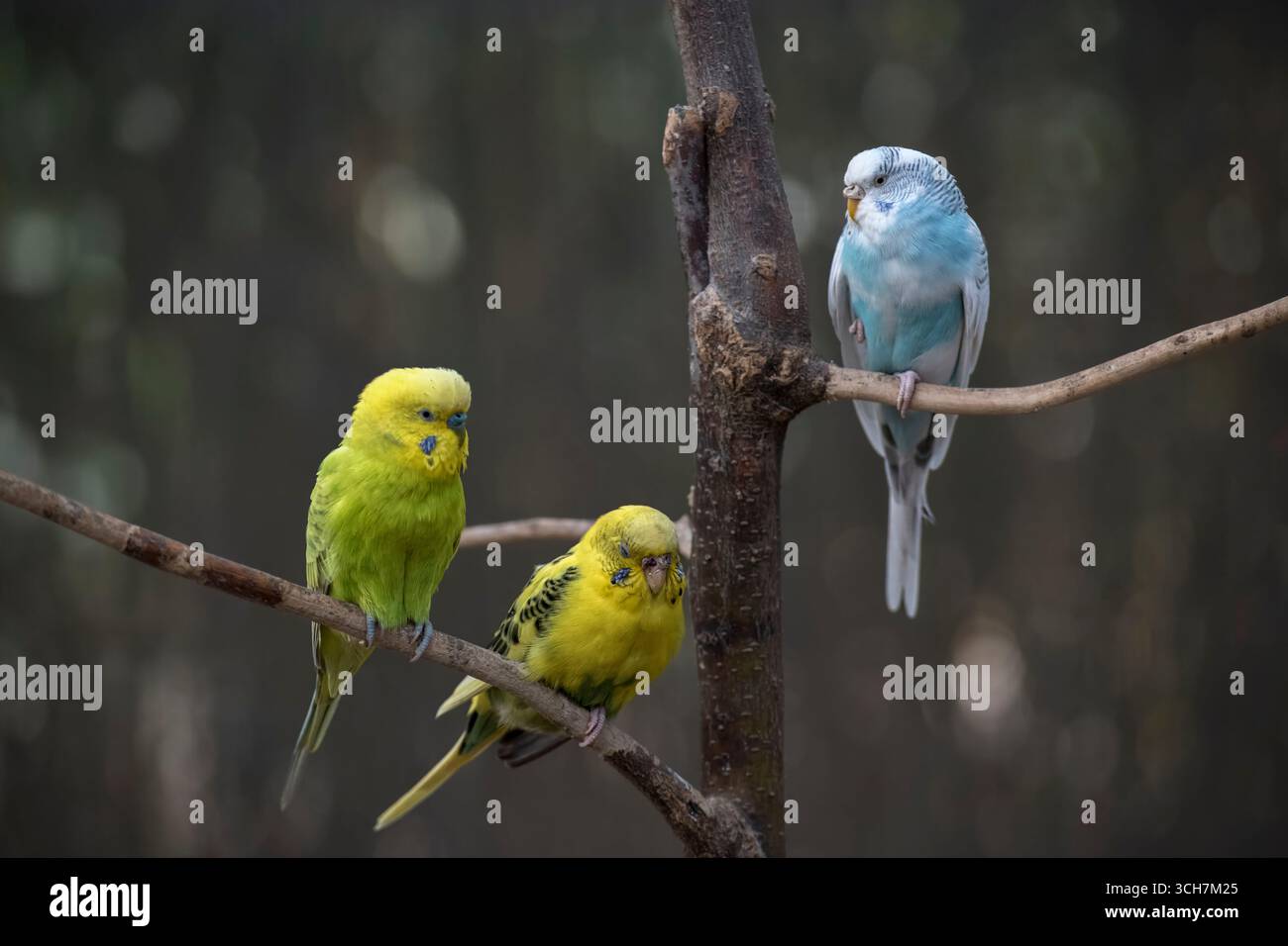 The Budgerigar (Melopsittacus undulatus), also known as the Common ...