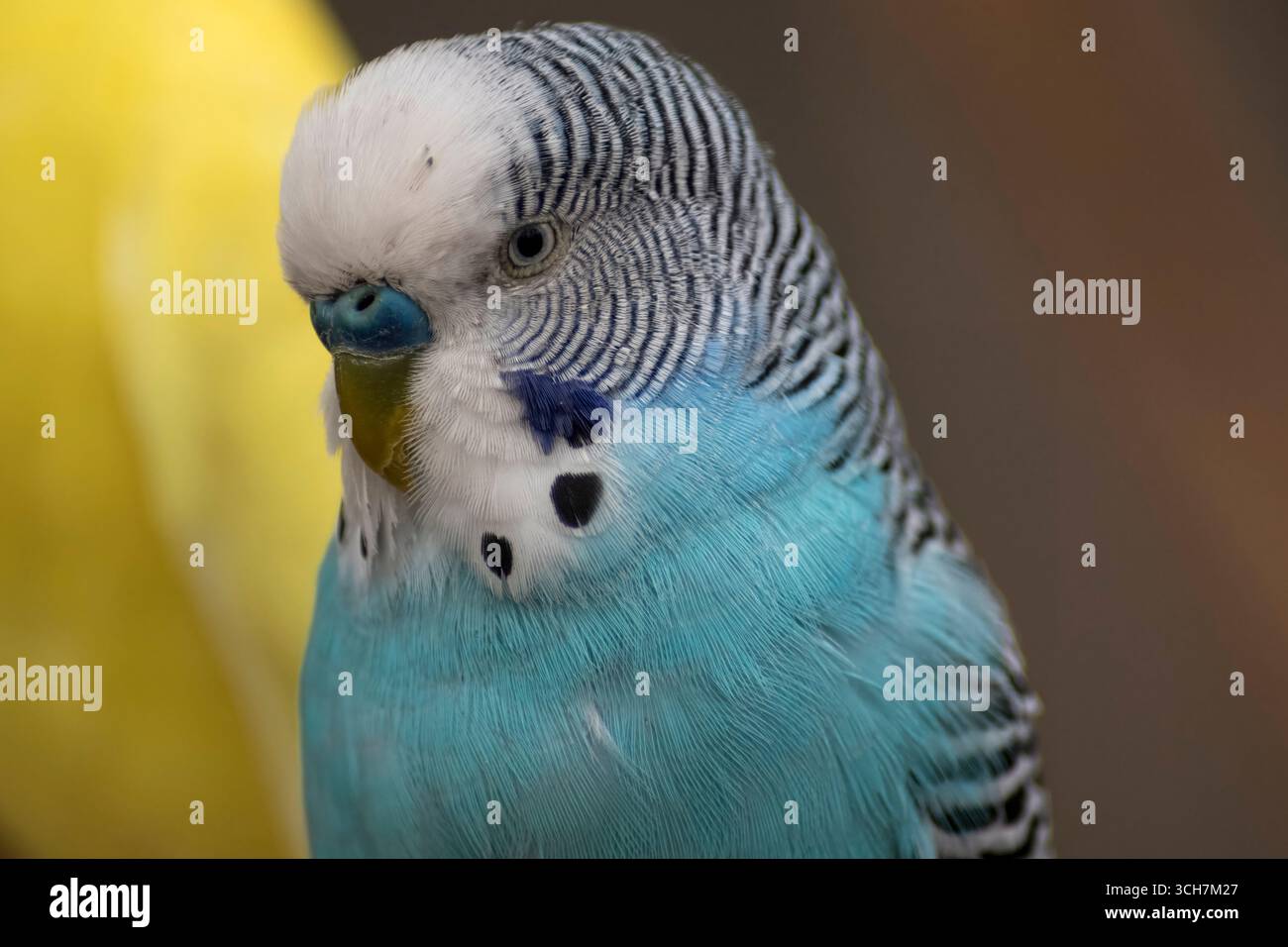 The Budgerigar (Melopsittacus undulatus), also known as the Common ...
