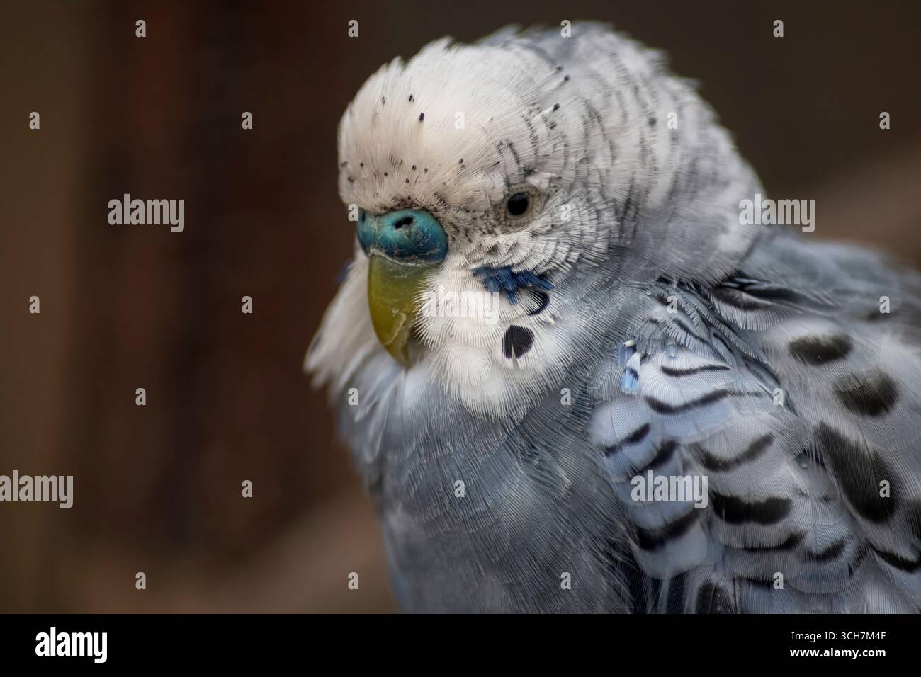 Budgie known budgerigar common hi-res stock photography and images - Alamy