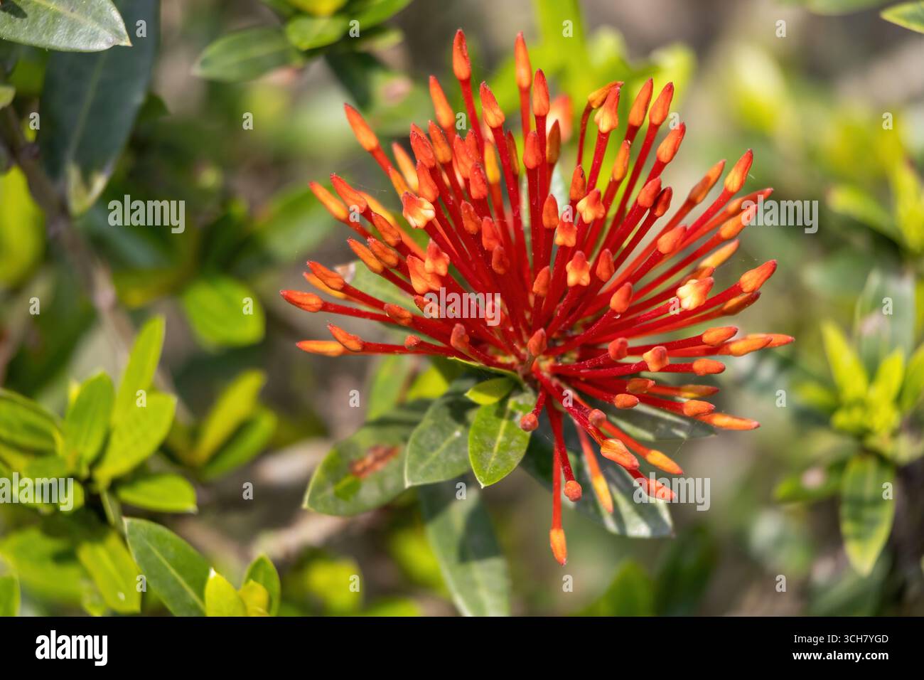 A bunch of red Jungle geranium flower buds in the garden. Its ...