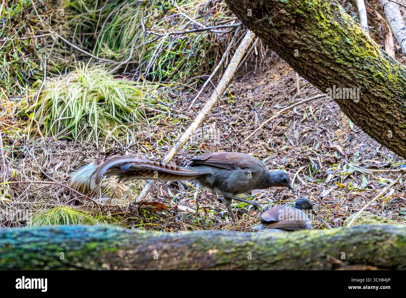 A pair of Superb Lyrebirds (Menura novaehollandiae), Fam. Menuridae,  foraging on the forest floor near Lake Alexandria, Mittagong, Australia Stock Photo