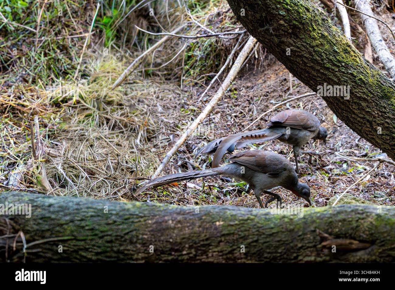 A pair of Superb Lyrebirds (Menura novaehollandiae), Fam. Menuridae,  foraging on the forest floor near Lake Alexandria, Mittagong, Australia Stock Photo