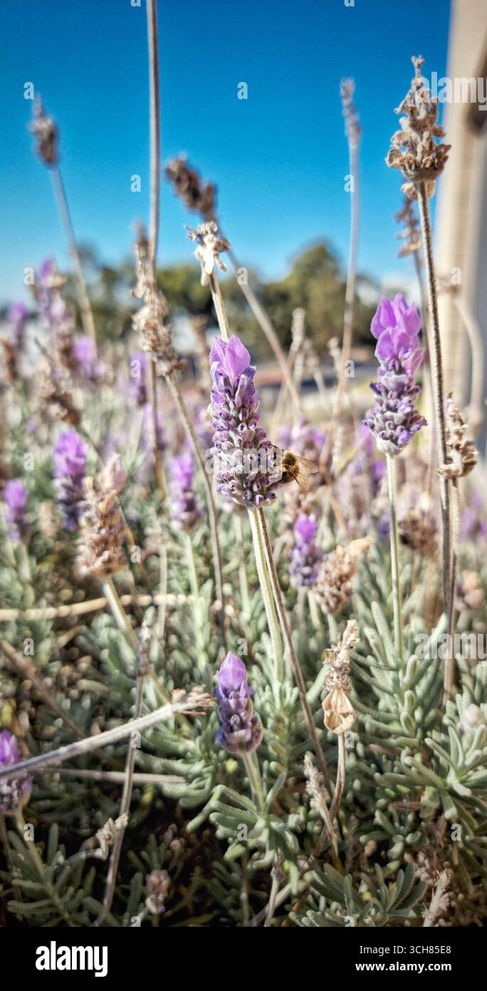 A close-up of a bee collecting nectar from lavender flowers in full bloom, symbolizing pollination and the importance of biodiversity in nature. - Smartphone Captured Stock Image
