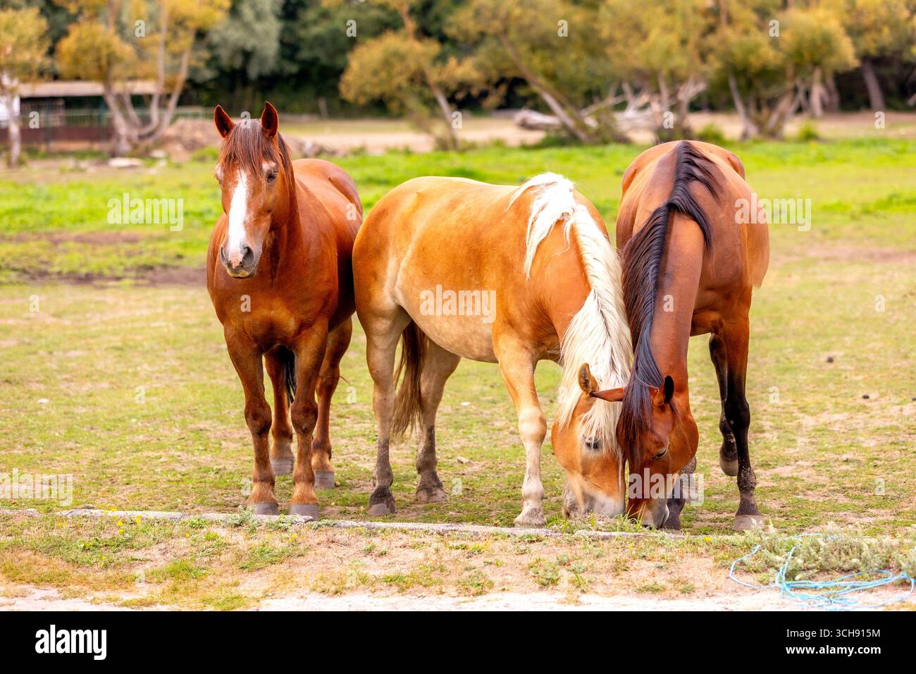 Beautiful brown horses. Equestrian life on the farm. Agriculture and horse care. Stock Photo