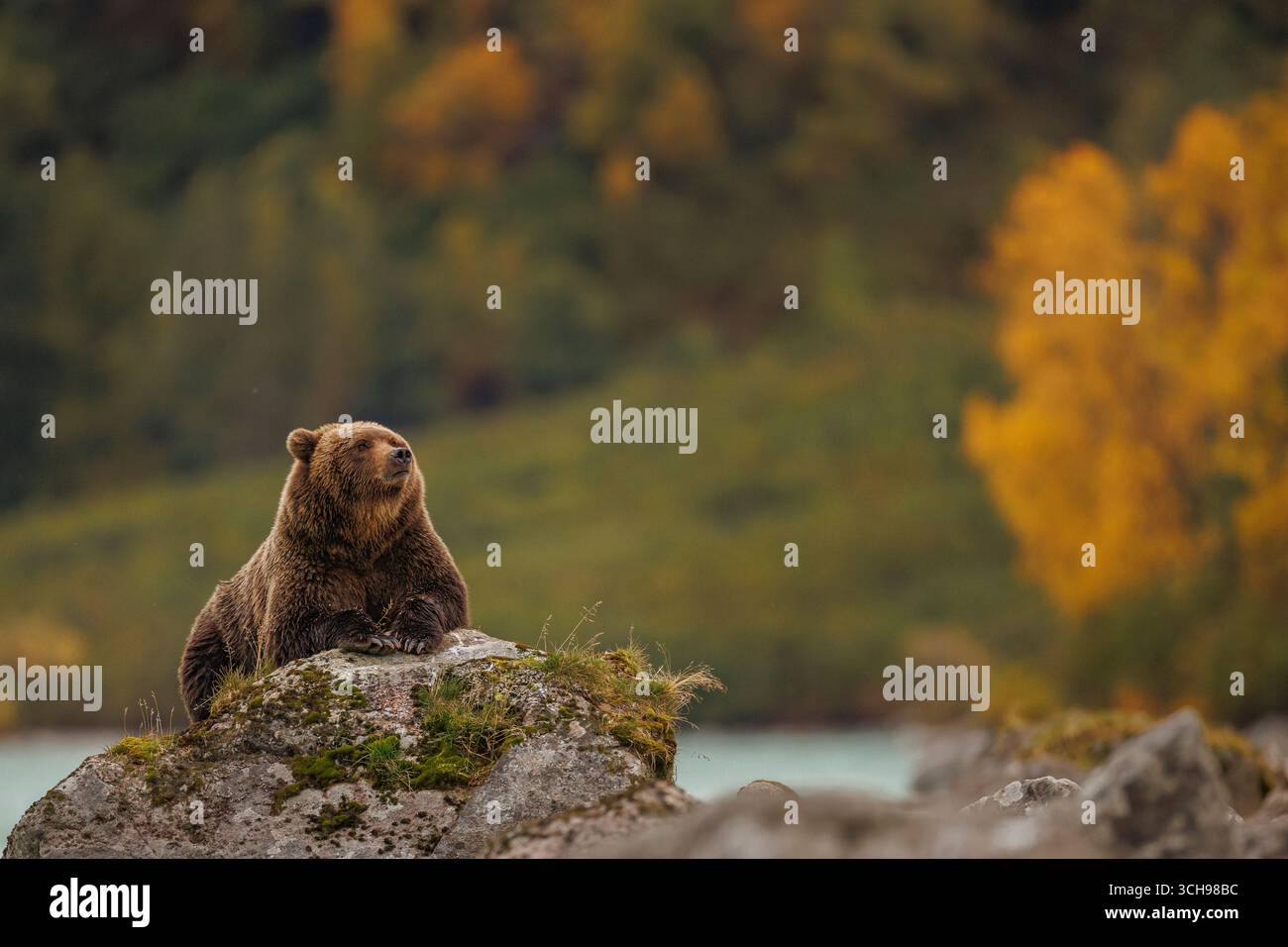 Coastal Brown Bear Looks Upward While Resting on a Lakeshore Rock Stock Photo