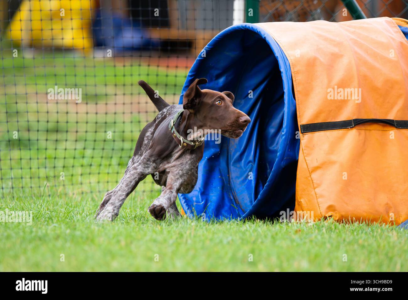German Shorthaired Pointer through a  tunnel during agility training Stock Photo