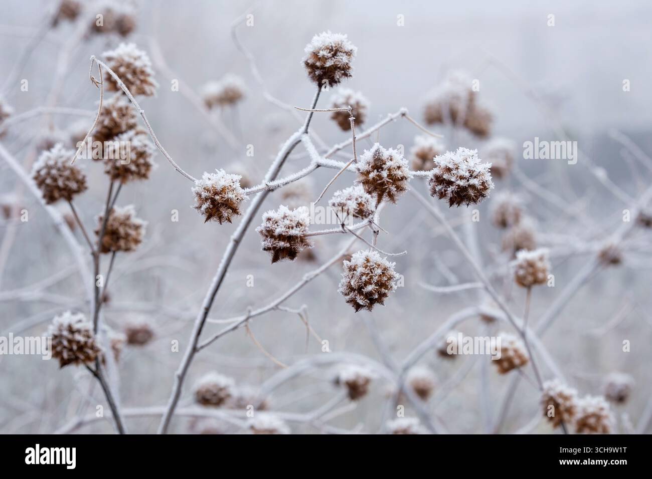 Glycyrrhiza yunnanensis, Yunnan liquorice, frost-covered spiky seed heads in mid-winter Stock Photo