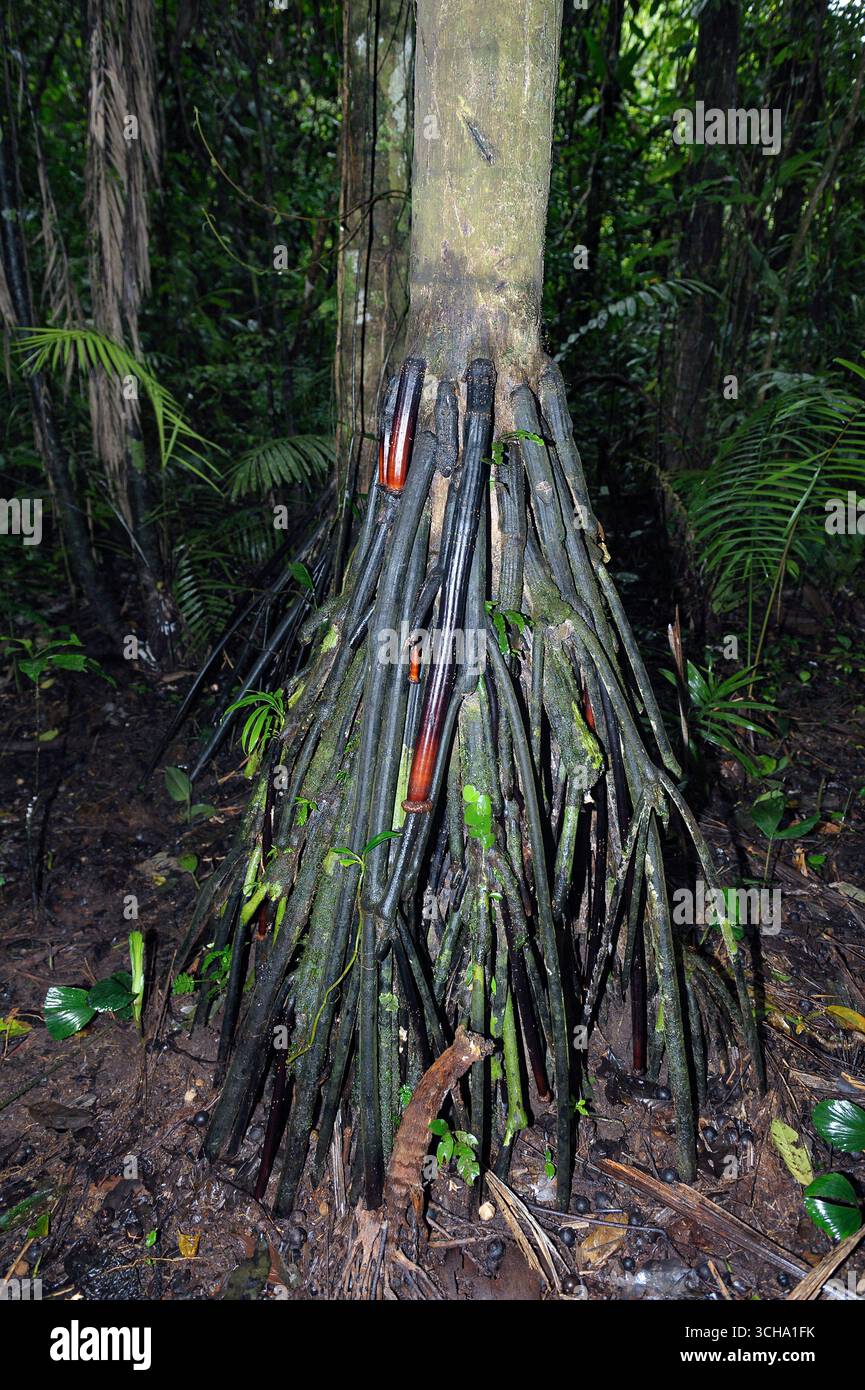 Buttressed Roots Buttress roots of the palm Iriartea deltoidea in the rainforest of ...