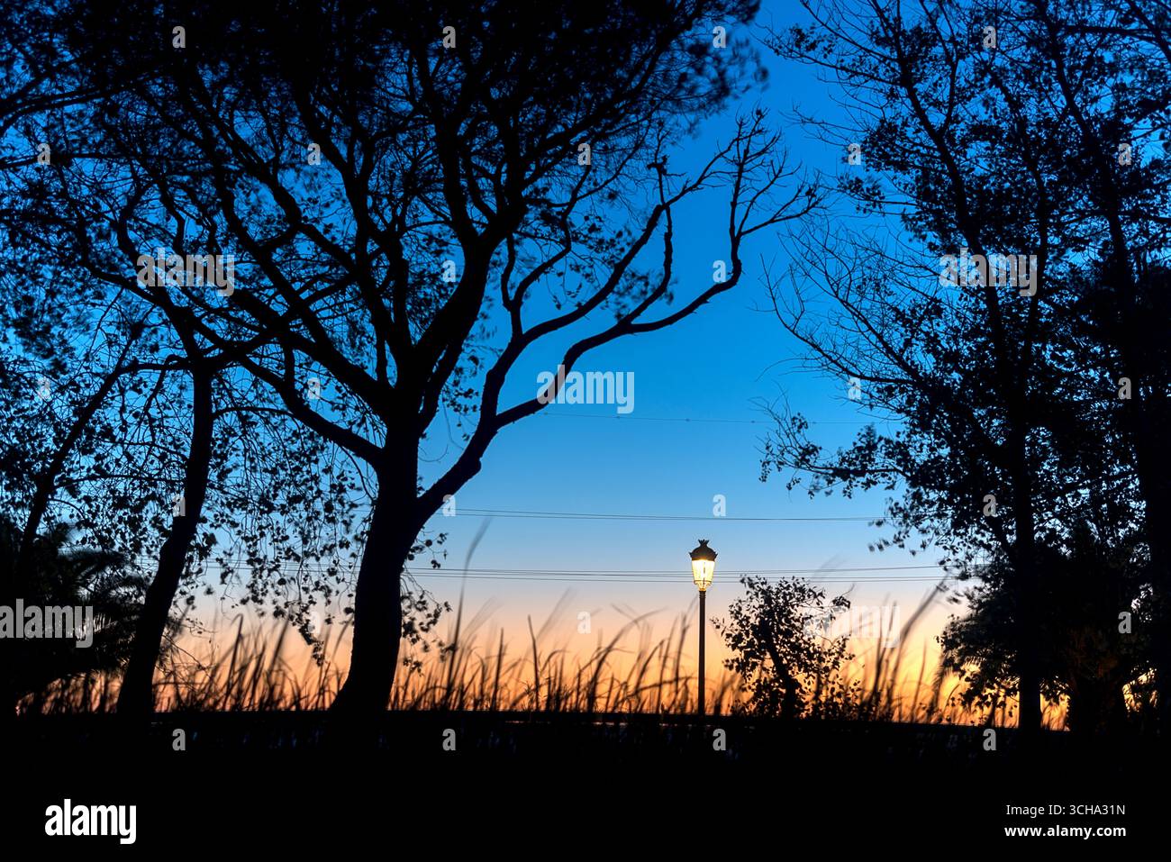 Paisaje al anochecer entre la vegetación con farolas encendidas, siluetas de ramas y arboles de pinos de Huelva en los jardines de la Rábida. Stock Photo