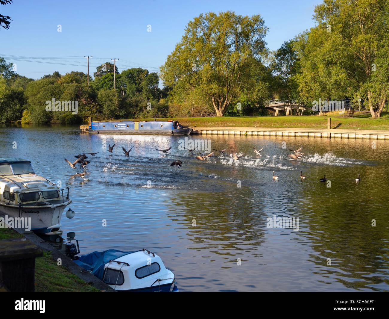 This group of Canada Geese is taking off en masse in front of a houseboat moored on the River Thames by Sandford Lock.   Branta canadensis is native to the arctic and temperate regions of North America, and has been successfully introduced to the United Kingdom. It can now be seen just about anywhere around the Thames. While this species is naturally migratory, many UK-based Canada geese find suitable habitats to over-winter within the country, Stock Photo