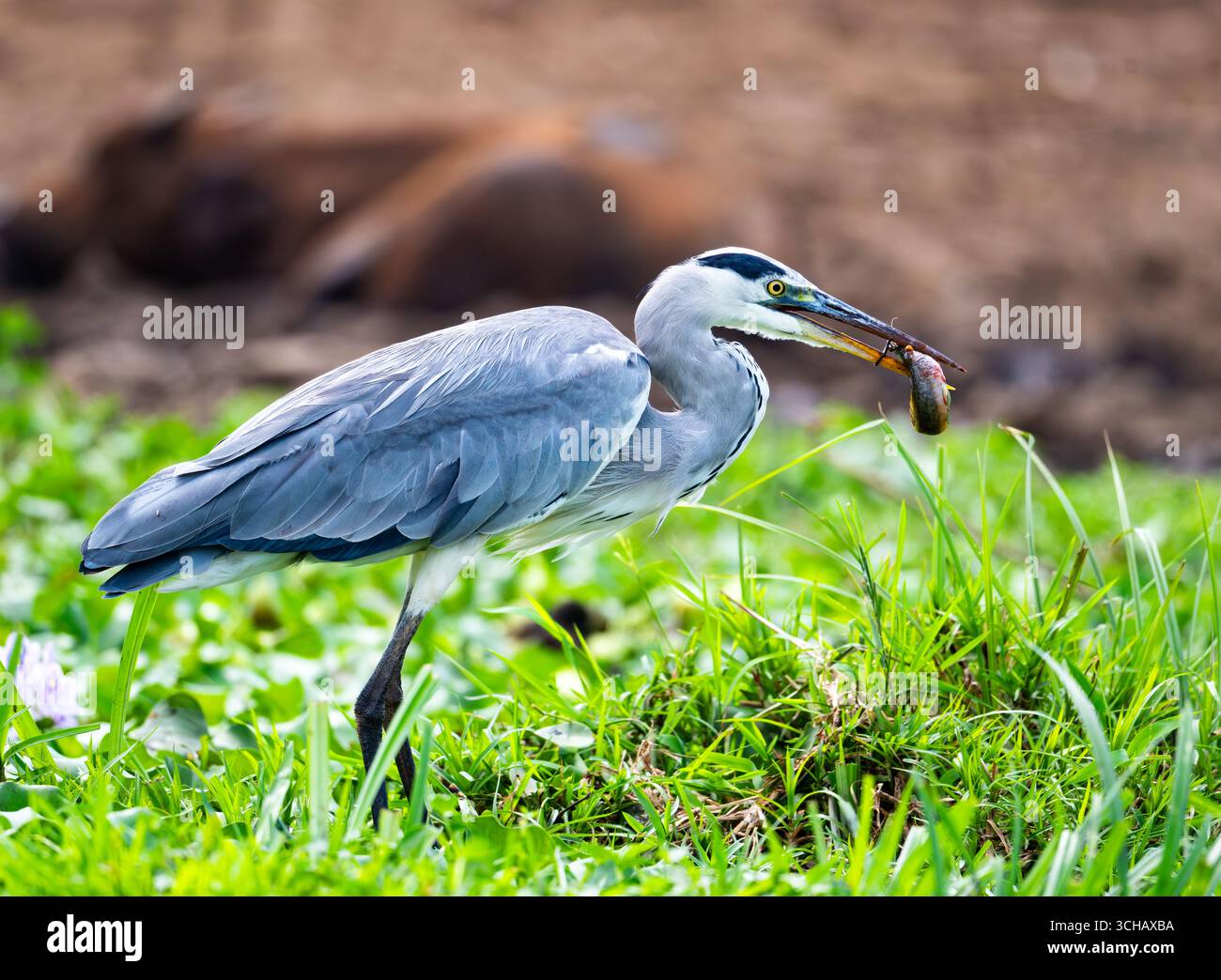A Gray Heron (Ardea cinerea) with a catch of fish in its mouth. Queen Elizabeth National Park, Uganda, Africa. Stock Photo
