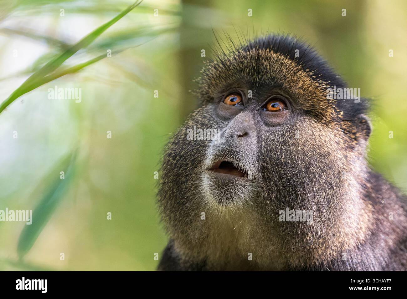 Monkey In Randa Portrait of a golden monkey (Cercopithecus kandti) in Volcanoes ...