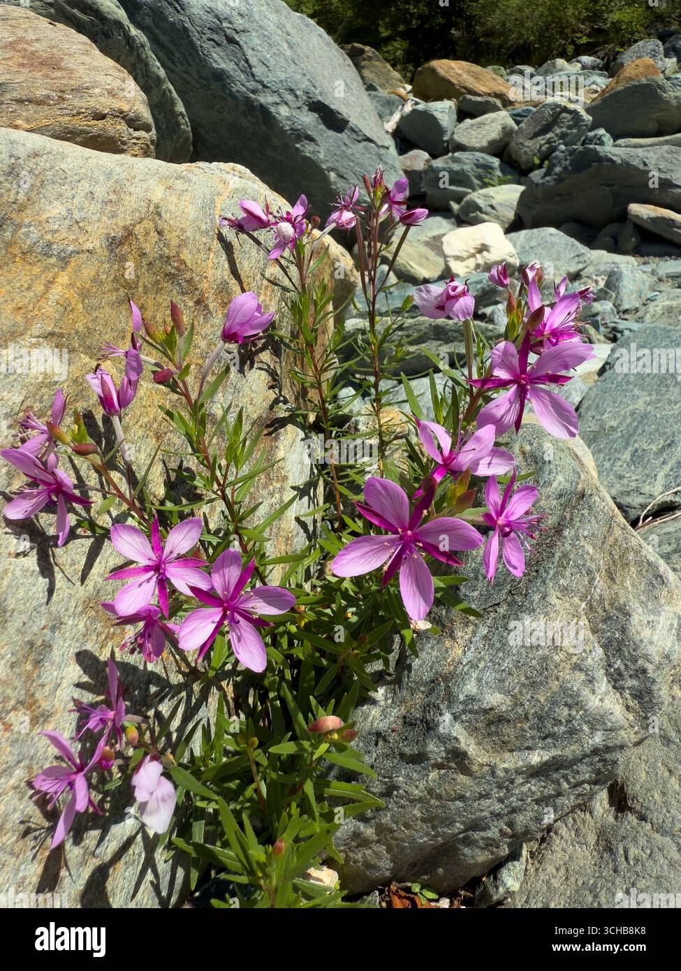 a flowering fireweed growing among the rocks of an alpine stream bed Stock Photo