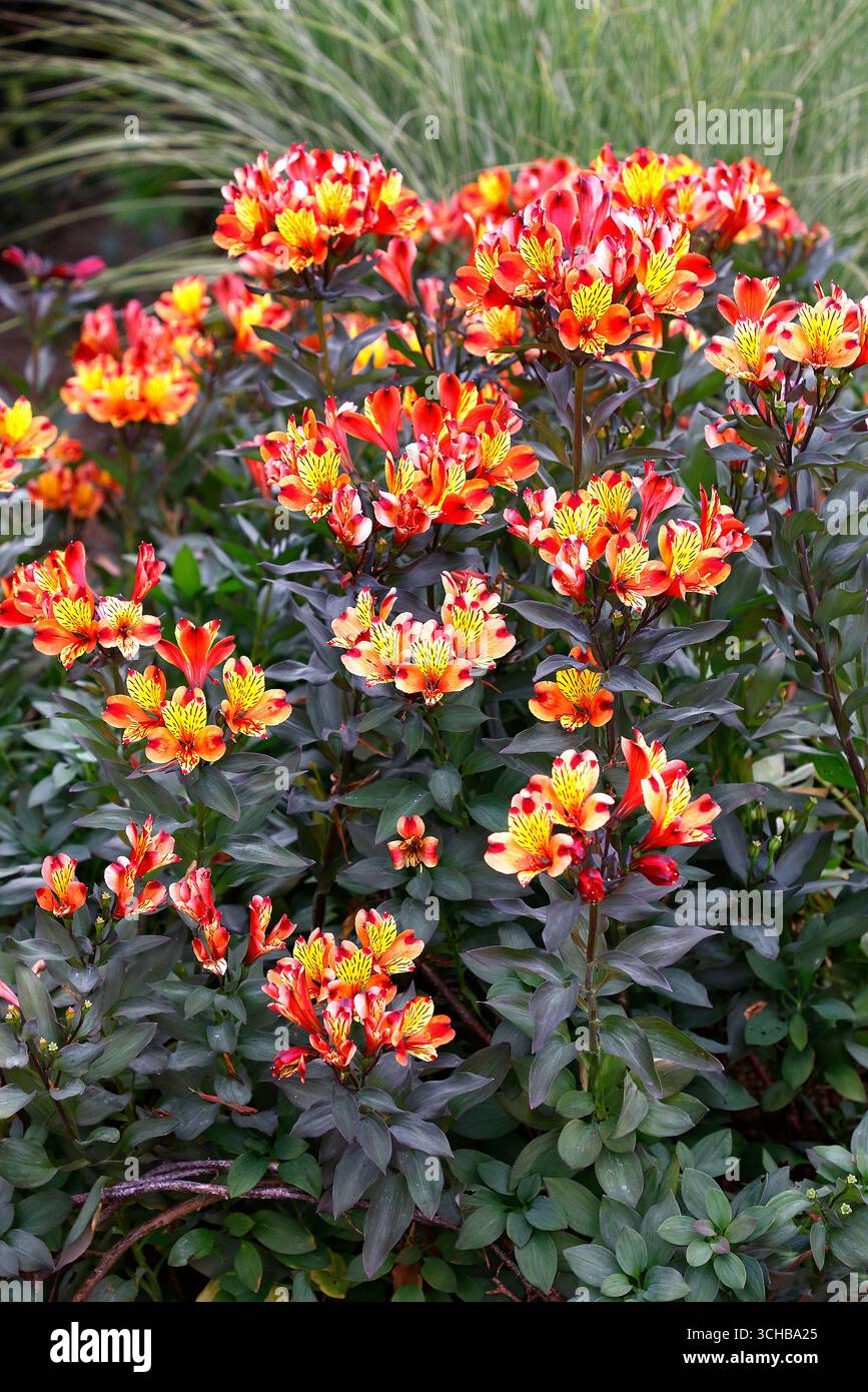 Alstroemeria,Peruvian lily,copper,orange,yellow,flower,flowers,flowering, perennial,cut flowers,garden,mixed planting scheme,mixed border,mixed  bed,RM Stock Photo - Alamy