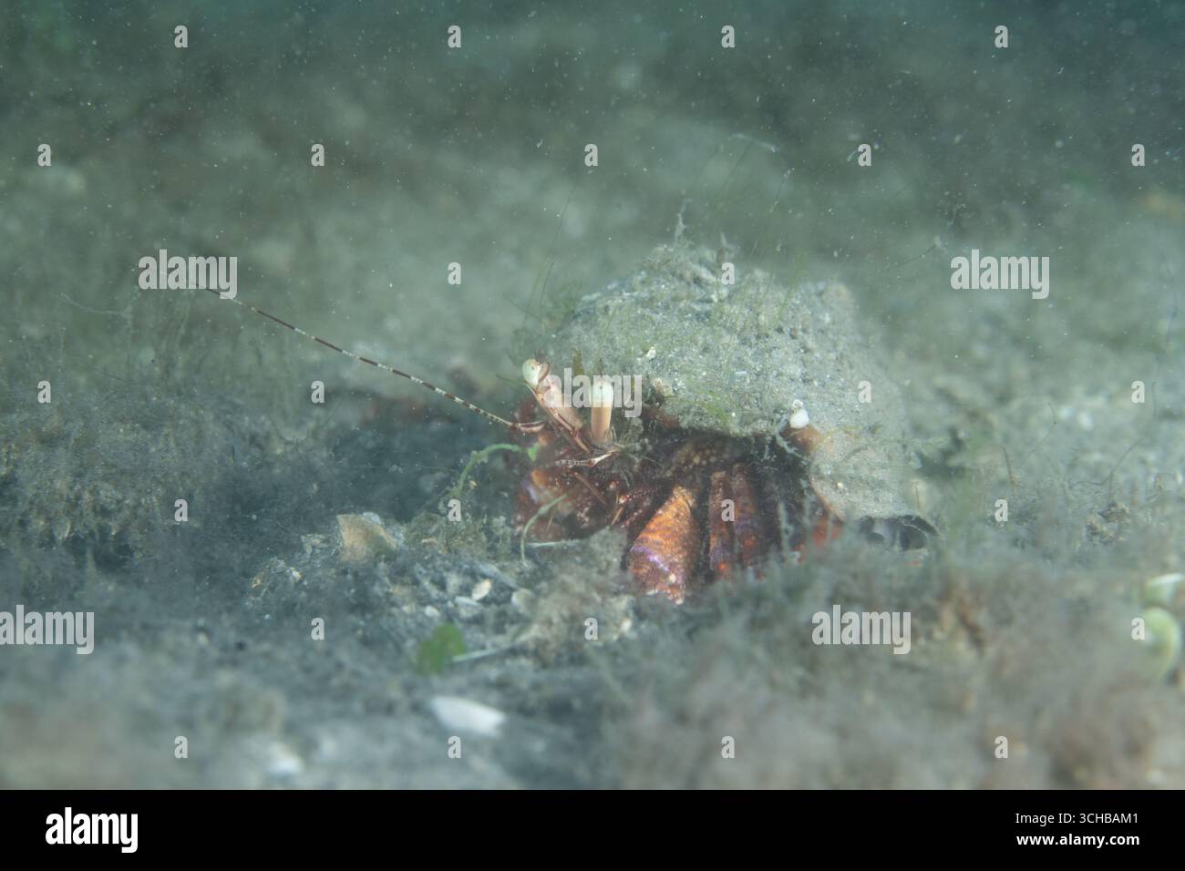Stareye Hermit Crab on seafloor Stock Photo