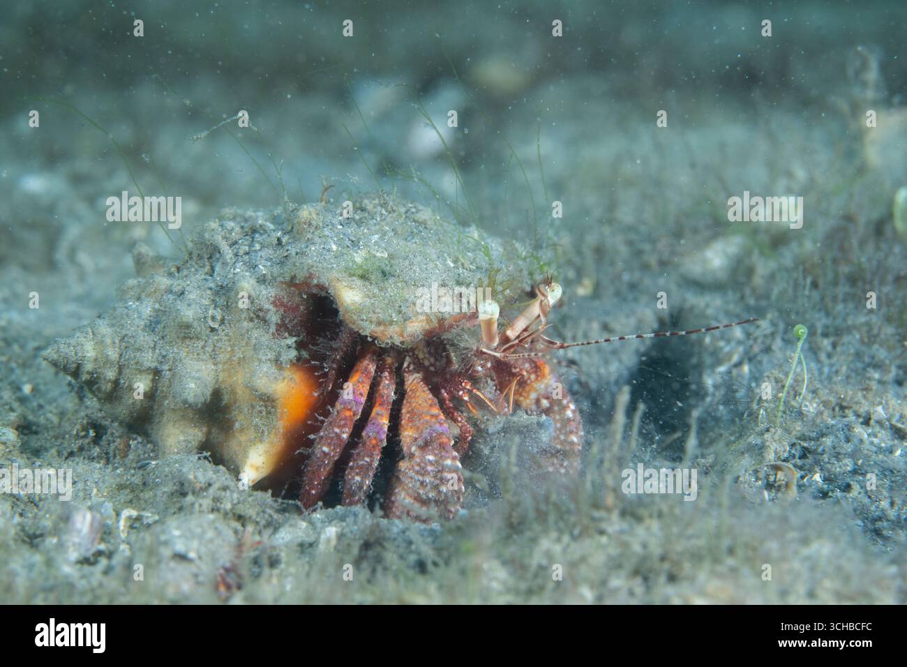 Stareye Hermit Crab on seafloor Stock Photo