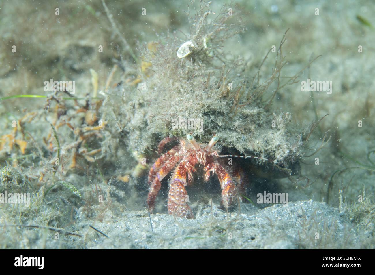 Stareye Hermit Crab on seafloor Stock Photo